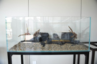 Aquarium en verre haute résistance ultra-transparent, épaisseur polie de 6 à 12 mm, pour la décoration de la maison ou du bureau