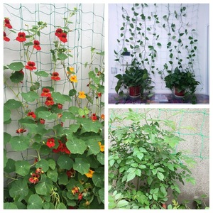 100% HDPE grands filets grimpants pour diverses plantes potagères, y compris les tomates <span class=keywords><strong>melon</strong></span> amer igname haricots-<span class=keywords><strong>vert</strong></span> pour l'agriculture - Product Image 3