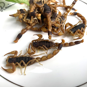 Insectes frais non vivants en gros pour l'alimentation des reptiles, scorpions écologiques riches en protéines pour la nourriture des reptiles et des tortues - Product Image 1