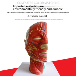 Sezione sagittale con vasi sanguigni e nervi per l'allenamento modello di anatomia della testa facciale di educazione medica - Product Image 2