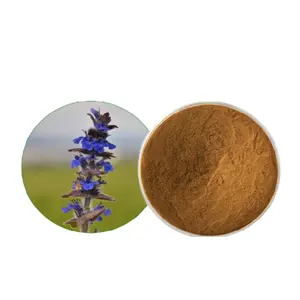 Wholesale Natural Supplements 2% 10% Ajuga Turkestanica Extract 100% Pure Turkesterone Powder for Increases Muscle