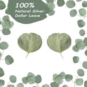 1kg di Foglie di Eucalipto Reale Essiccate, 100% Naturali, Conservate, Foglie Verdi di Eucalipto Silver Dollar <span class=keywords><strong>Biodegradabili</strong></span> per <span class=keywords><strong>Coriandoli</strong></span> - Product Image 1