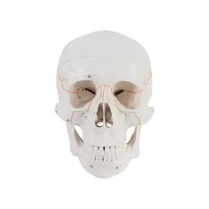 의학 과학 마네킹 머리 인간 두개골 3D 모델