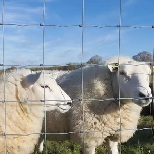 Poudre économique réglable Qualité décrochage Corral Électrique Pas Cher Clôture Électrique Système de Sécurité Clôture Fil Bétail Clôture - Product Image 6