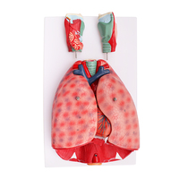 Anatomie naturelle 3D de haute qualité, 7 pièces, modèle anatomique, système de respiration, cervicale, cœur et bras