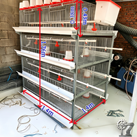 Cage de couvaison pour poussins de type H, design vertical peu encombrant, 1 ensemble de système d'alimentation automatique pour élevage avicole