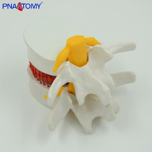 Modelo Lumbar <span class=keywords><strong>humano</strong></span> agrandado, <span class=keywords><strong>sistema</strong></span> esqueleto de Anatomía de la columna vertebral, PNT-0138 - Product Image 2