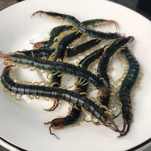 Insetti Freschi Non Vivi all'Ingrosso per Alimenti per Rettili, Sigillati Sottovuoto PROBUGS, Centopiedi Eco-freschi per Alimenti per Piccoli Animali - Product Image 1