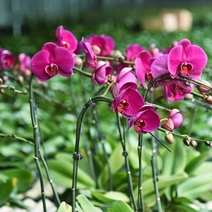 Pinces de support de jardin en gros avec des caractéristiques résistantes aux intempéries et anti-fracture pour les appareils d'orchidées - Product Image 4