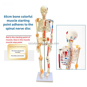 Mô hình giải phẫu xương cao 85 cm kích thước đầy đủ cho các tính năng khoa học y tế điểm bắt đầu và điểm kết thúc của dây chằng và cơ bắp - Product Image 2
