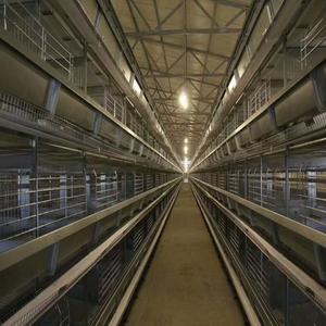 Venta caliente 250 <span class=keywords><strong>pájaros</strong></span> capacidad jaula capa <span class=keywords><strong>segunda</strong></span> <span class=keywords><strong>mano</strong></span> pollo <span class=keywords><strong>jaulas</strong></span> <span class=keywords><strong>para</strong></span> 2000 <span class=keywords><strong>pájaros</strong></span> pequeñas granjas - Product Image 4