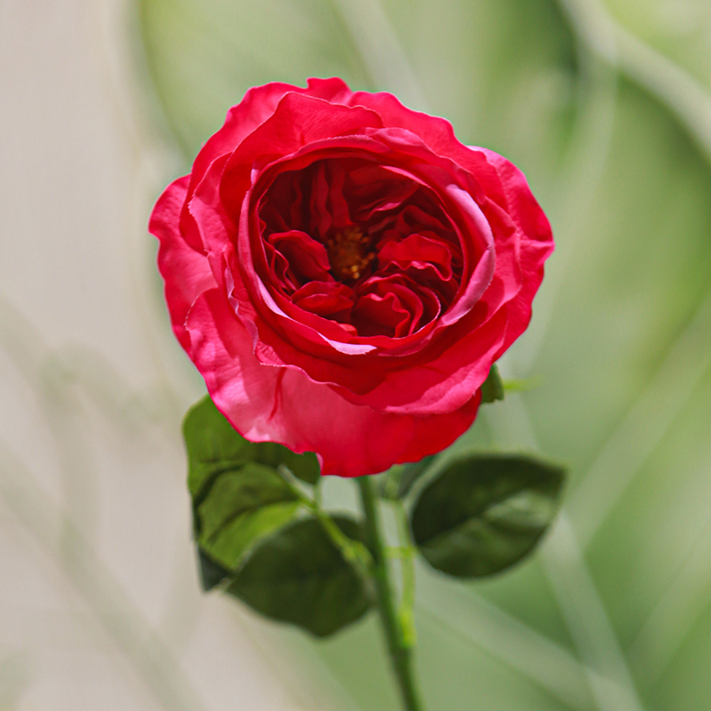 Rosa madeira