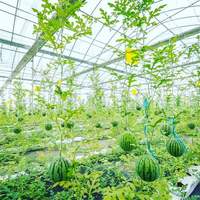 Serre agricole à faible coût, tunnel multi-voûtes, serre en film plastique pour tomates, système hydroponique