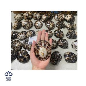 Lactancia materna conchas de bebé pulido ovalado Limpet concha de mar artesanía para sujetador de mamá - Product Image 1