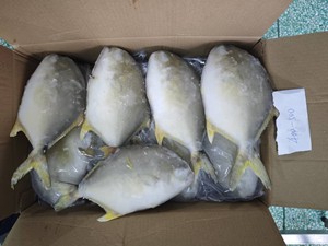 Pescado Pompano Dorado Congelado, 10 kg, 00-400 g, 400-500 g, 500-600 g, Empaque a Granel, Pieza Entera, <span class=keywords><strong>Trachinotus</strong></span> <span class=keywords><strong>Ovatus</strong></span> - Product Image 6