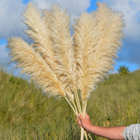 Vente directe d'usine : Fleurs séchées naturelles, grandes plumes d'herbe de la pampa beige pour la décoration de la maison et des mariages