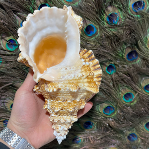 大きな天然貝殻、巨大な海の貝殻、ジャンボ貝殻、結婚式の装飾、ビーチテーマパーティー、自宅の水槽、コレクター向け - Product Image 4