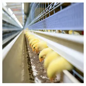 Affordable price hot-sale product PVC material broiler chicken cage farming equipment chicken coop