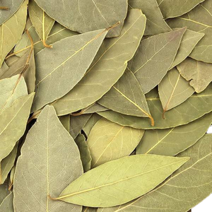 Daun Salam