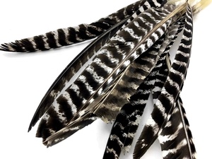 Führender Hersteller Großhandel Federkunstprodukte Beste Qualität 10-12 Zoll Natürliche Gestreifte Truthahn-Pointerfedern für Dekorationen - Product Image 4