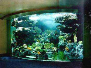 Dolfijn Aquarium Hars Decoratie - Product Image 6