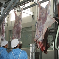 Ligne d'abattage automatique 10-100 bovins/jour équipement d'abattoir de boeuf clé en main avec moteur pour petits abattoirs