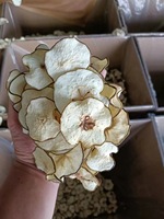 Figues séchées en vrac, pur fruit croustillant lyophilisé, tranches de figues séchées à l'air, fruits secs