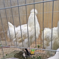 Cage à poules pondeuses pliable personnalisée 75*75*75, enclos pour volailles de combat, cage de combat pour coqs en fil de fer bon marché