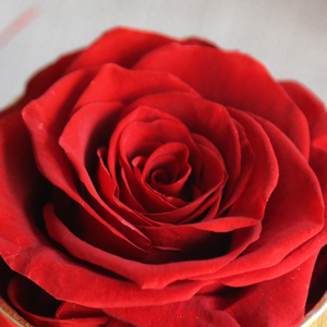 En gros décoratif fleurs saint valentin rose préservé fleurs rose éternelle - Product Image 3