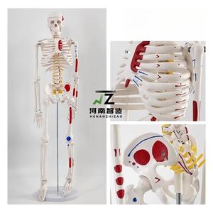 85 см окрашенные модели анатомического скелета человека образовательное оборудование с детализированными мышцами - Product Image 4