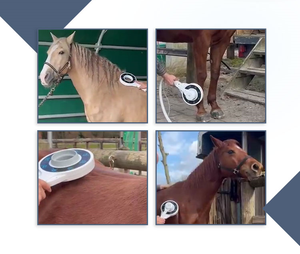 PEMF للخيول مع CE وشهادة طبية حقل كهرومغناطيسي نبض لجسم الحصان لتخفيف الألم - Product Image 4