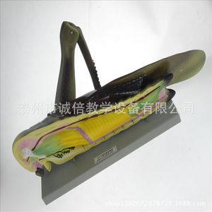Modèle de dissection de sauteuse des champs J33101 – Équipement d'expérimentation biologique pour les collèges et lycées – Matériel pédagogique pour l'enseignement au collège - Product Image 1