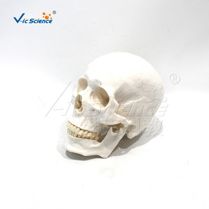VIC-190071 Modèle de crâne adulte naturel avec 3 dents amovibles (squelette) - Product Image 3