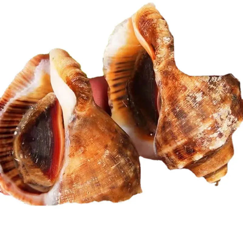 Penjualan paling laris kualitas tinggi daging keong beku seluruh cangkang segar besar makanan laut kerang akuatik