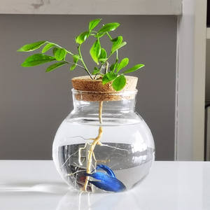 Decorazione nordica per la casa chiara pianta idroponica <span class=keywords><strong>vaso</strong></span> di vetro fioriera fatto a mano in vetro succulento <span class=keywords><strong>vaso</strong></span> decorativo <span class=keywords><strong>con</strong></span> LED - Product Image 6