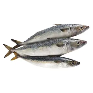 Top Sale bqf Sea WR Pacific Mackerel Sea Frozen big size frozen pacific mackerel fish 300-500g