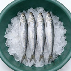 Sardinas Congeladas IQF al por Mayor, Sardinas a Granel en China, Exportación de Pescado Crudo - Product Image 1