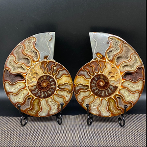 Vente en gros de tranches d'ammonite naturelle Druzy arc-en-ciel, fossile de Madagascar, spécimen minéral de conque de limace tachetée, décoration - Product Image 1