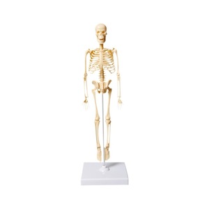Modelo de esqueleto humano de 35 cm, juguete educativo de anatomía para niños, kit de ensamblaje para aprendizaje científico, juguete STEM unisex - Product Image 2