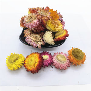 Vente en gros d'<span class=keywords><strong>Immortelle</strong></span> naturelle <span class=keywords><strong>séchée</strong></span>, herbe d'Helichrysum, fleur d'Helichrysum coupée, tête de fleur d'Helichrysum - Product Image 1