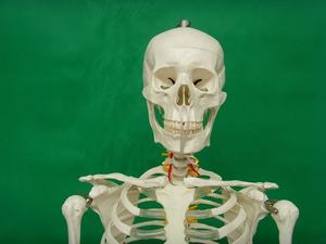 Modelo de Esqueleto Humano de 170 cm, Tamaño Real, Hueso Humano, Anatomía, Ciencia Médica, Modelo de Esqueleto de Tamaño Completo - Product Image 3