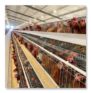 Gabbia di pollo per la vendita di un tipo di galline ovaiole batteria allevamento di pollame per Ghana A basso prezzo
