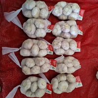 Exportation d'ail blanc frais biologique vers l'Afrique (Angola/Sénégal/Gongo/Gabon/Ghana/Kenya/Mali)