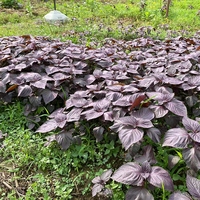 Herba Cina Premium Zi Su Ye |   Daun Perilla Ungu Kering Berkualitas Tinggi |   Teh Perilla Alami untuk Grosir