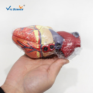 Modèle anatomique de cœur grandeur nature triple taille avec étiquettes numériques et structure cardiaque détachable ; adapté à l'usage médical - Product Image 3