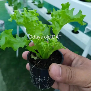 Système d'irrigation goutte à goutte Hydroponique Légumes à feuilles pour laitues de serre - Product Image 3