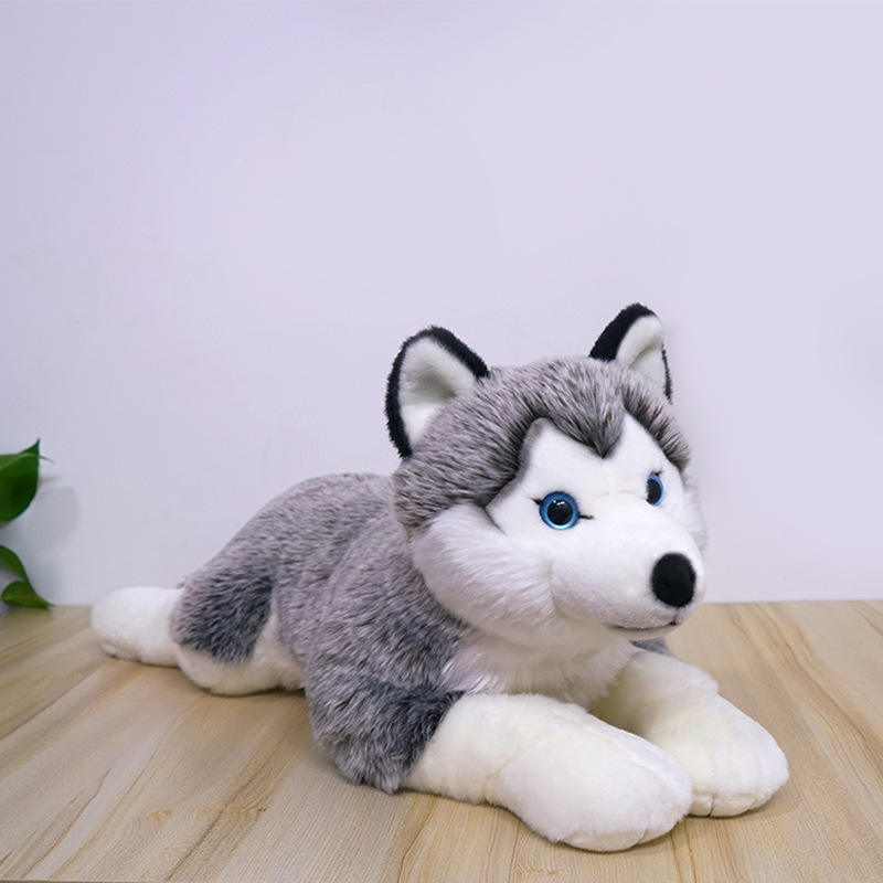 Husky gris