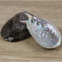 Coquillages d'Abalone Naturels CELION Factory – Meilleures Ventes, Prix Bas, pour Artisanat (3, 4 et 5 Pouces)