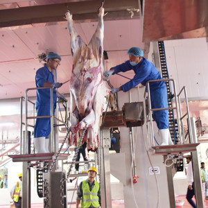 Facile Operare Torace Aperto Sega per il Bestiame Abattoir - Product Image 4