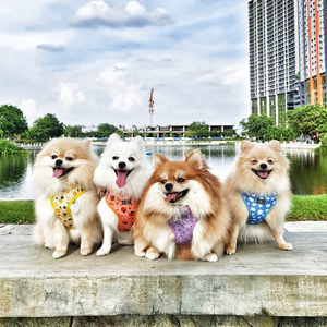 Benutzer definierter Name und Telefon nummer Personal isiertes Hunde geschirr Kein Zug zum Verhindern von Schleppen, Ziehen oder Ersticken - Product Image 5